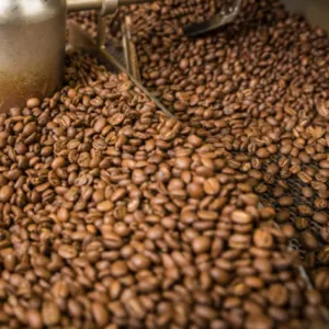 ROBUSTA and ARABICA COFFEE BEANS - Image 2