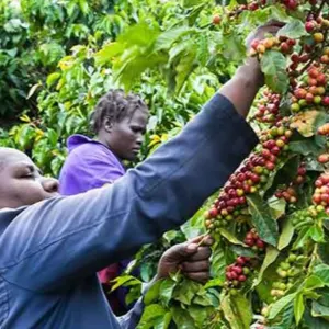 ROBUSTA and ARABICA COFFEE BEANS - Image 3