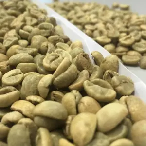 ROBUSTA and ARABICA COFFEE BEANS - Image 4