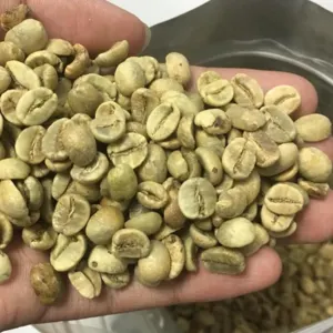 ROBUSTA and ARABICA COFFEE BEANS - Image 5