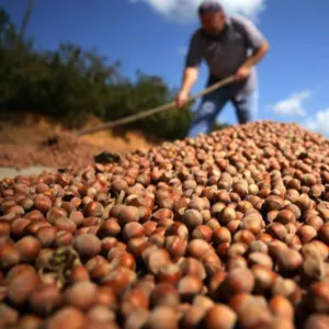 Hazelnut - Image 2