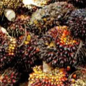 Palm Kernels by The Appiah-Krom Farm Group