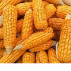 Maize by S2F IMEX LLP