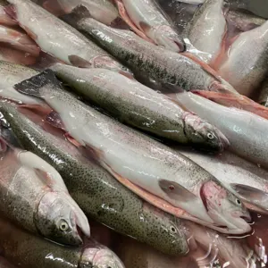 Fresh and Salmon Rainbow Trout Salmon by Subana Dış Ticaret Ltd. Şti.