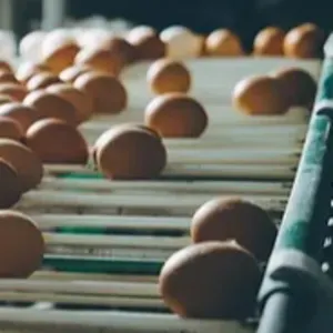 Hatching Chicken Eggs Ross 308 by Subana Dış Ticaret Ltd. Şti.