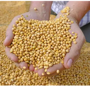 Soy beans by Swift Thirty-Six Enterprises Ltd