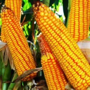 Yellow & White Corn by Swift Thirty-Six Enterprises Ltd
