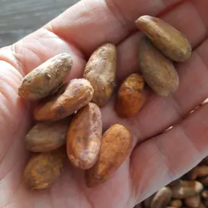 Cacao Beans - Image 2