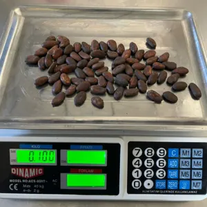 Cacao Beans - Image 3