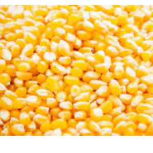 Maize/Corn by Makfash Investments Pvt Ltd