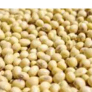 Soya beans by Makfash Investments Pvt Ltd