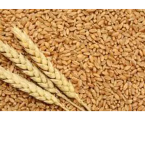 Wheat by Makfash Investments Pvt Ltd