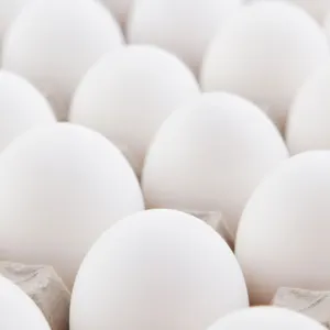 Fresh Chicken White Table Eggs by Subana Dış Ticaret Ltd. Şti.