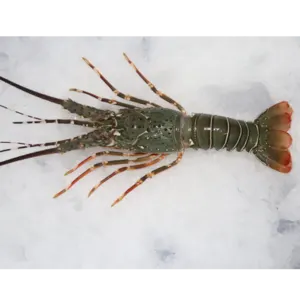 FROZEN LOBSTER WHOLE