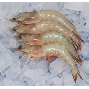 FROZEN HEAD ON SEA WHITE SHRIMP