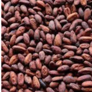 CACAO BEANS by Subana Dış Ticaret Ltd. Şti.
