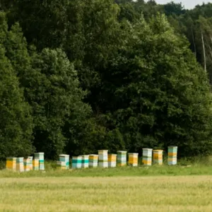 Nordic aromatic natural honey - Image 2