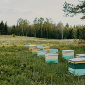 Nordic aromatic natural honey - Image 3