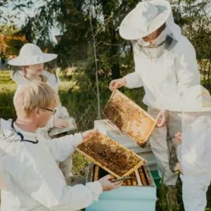 Nordic aromatic natural honey - Image 4