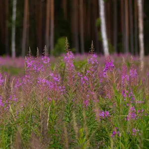Nordic aromatic natural honey - Image 5