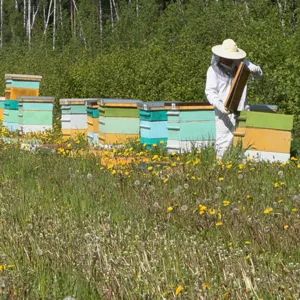Nordic aromatic natural honey - Image 6