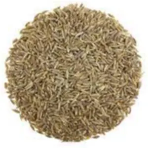 Cumin seeds by Shree Venkatesh Corporation
