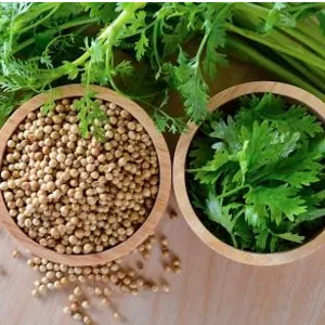 Coriander seeds by Shree Venkatesh Corporation