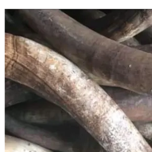 COW HORN by Alpha Trade import export