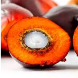 PALM KERNEL by Alpha Trade import export