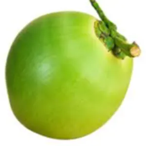 COCONUT by Alpha Trade import export