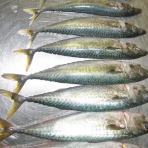 Frozen fish Morocco - Image 2