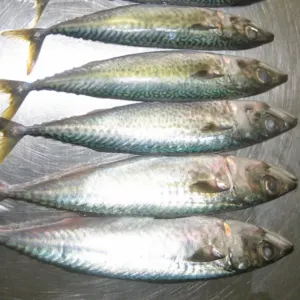 Rohu, Katla, Panguseous, Roopchanda, Koi, Singi, Magoor, Soal, Carfu, Koral, etc. in a frozen state, Sea fish like time, Mackerel, Sardin, Bombay Duet, Promflet) Fresh Sea Water Fishes