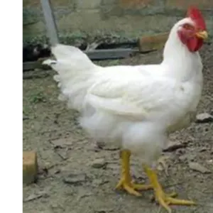 Poultry (chicken) - Image 2