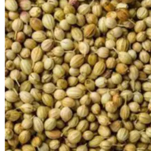 CORIANDER SEED by KAPADIYA EXPO COMPANY