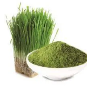 BARLEY GRASS POWDER by KAPADIYA EXPO COMPANY