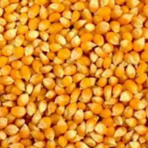 Whole Grain Dried Yellow Corn