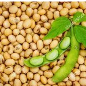 Soy - Both GMO and non-GMO