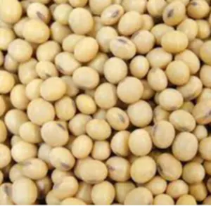Soybeans GMO and Non-GMO by Hakilo Trading, LLC