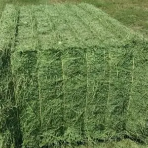 Top Quality Animal Feed Alfafa Hay for Animal Feeding Stuff Alfalfa - Image 2