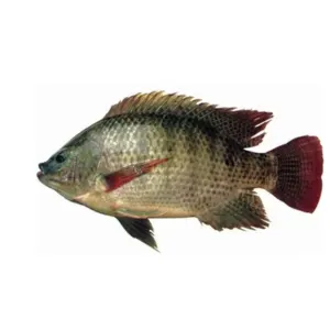 frozen tilapia