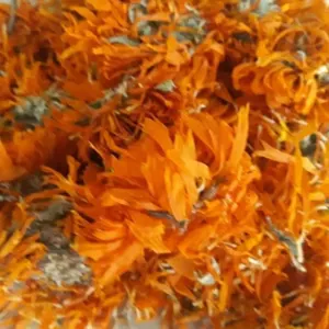 Calendula Flower Marigold Quality  ISO Certificated by Green Herbs and Spices