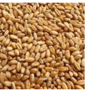 wheat grains, raw wheat, milling wheat, organic wheat