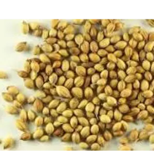dhania by ALIYA AGRO FOOD EXPORTER
