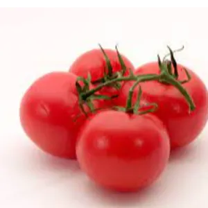TOMATO by ALIYA AGRO FOOD EXPORTER