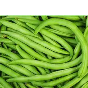 beans by ALIYA AGRO FOOD EXPORTER