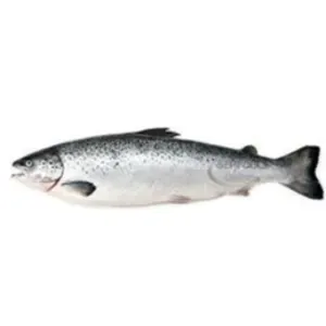 Atlantic Salmon(Fresh Whole Salmon, Fillets of Atlantic Salmon)