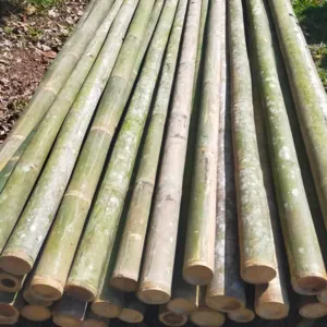 Bamboo - Image 2
