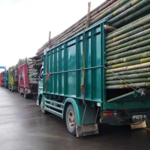 Bamboo - Image 3