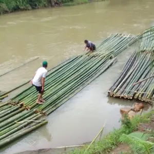 Bamboo - Image 4