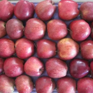 Premium Quality Red Apple fresh fuji apple